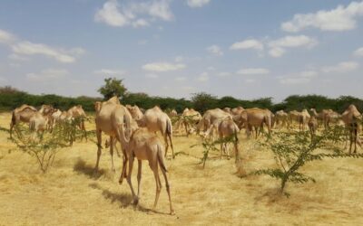 Livestock Insurance in Somalia: Addressing Climate-Induced Vulnerabilities and Promoting Resilience